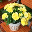 奈良県奈良市日山園芸の花　リーガスベゴニア_鉢付き