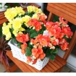 奈良県奈良市日山園芸の花　リーガスベゴニア２色Ｍｉｘ寄せ鉢_鉢付き