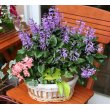 奈良県奈良市日山園芸の花　季節の寄せ鉢_鉢付き
