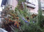 日山園芸の今の旬！！|「花工房ｋａｙａｍａ」　（奈良県奈良市の花屋）のブログ