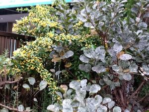 実りの秋・・・日山園芸。|「花工房ｋａｙａｍａ」　（奈良県奈良市の花屋）のブログ